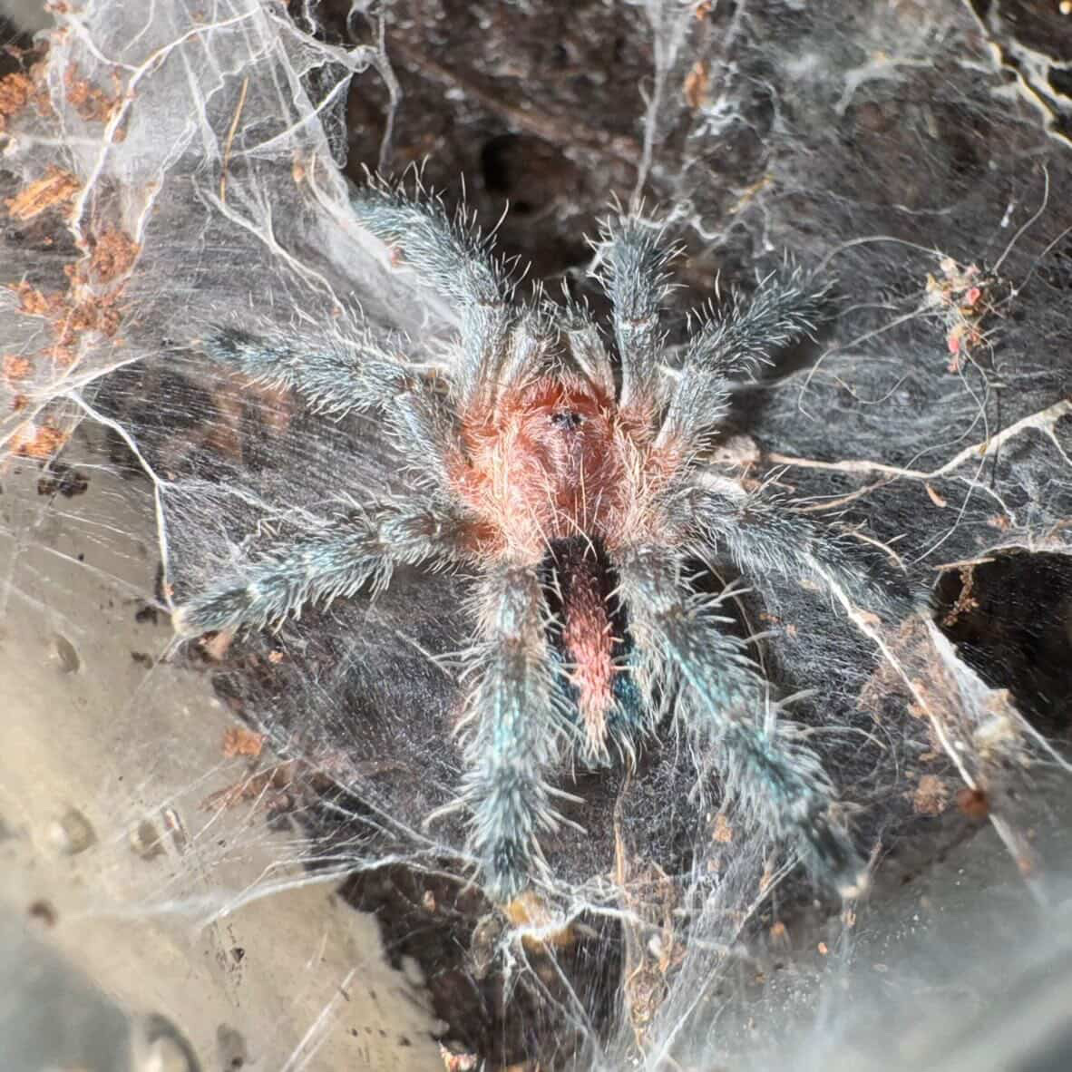 微笑鼠餅